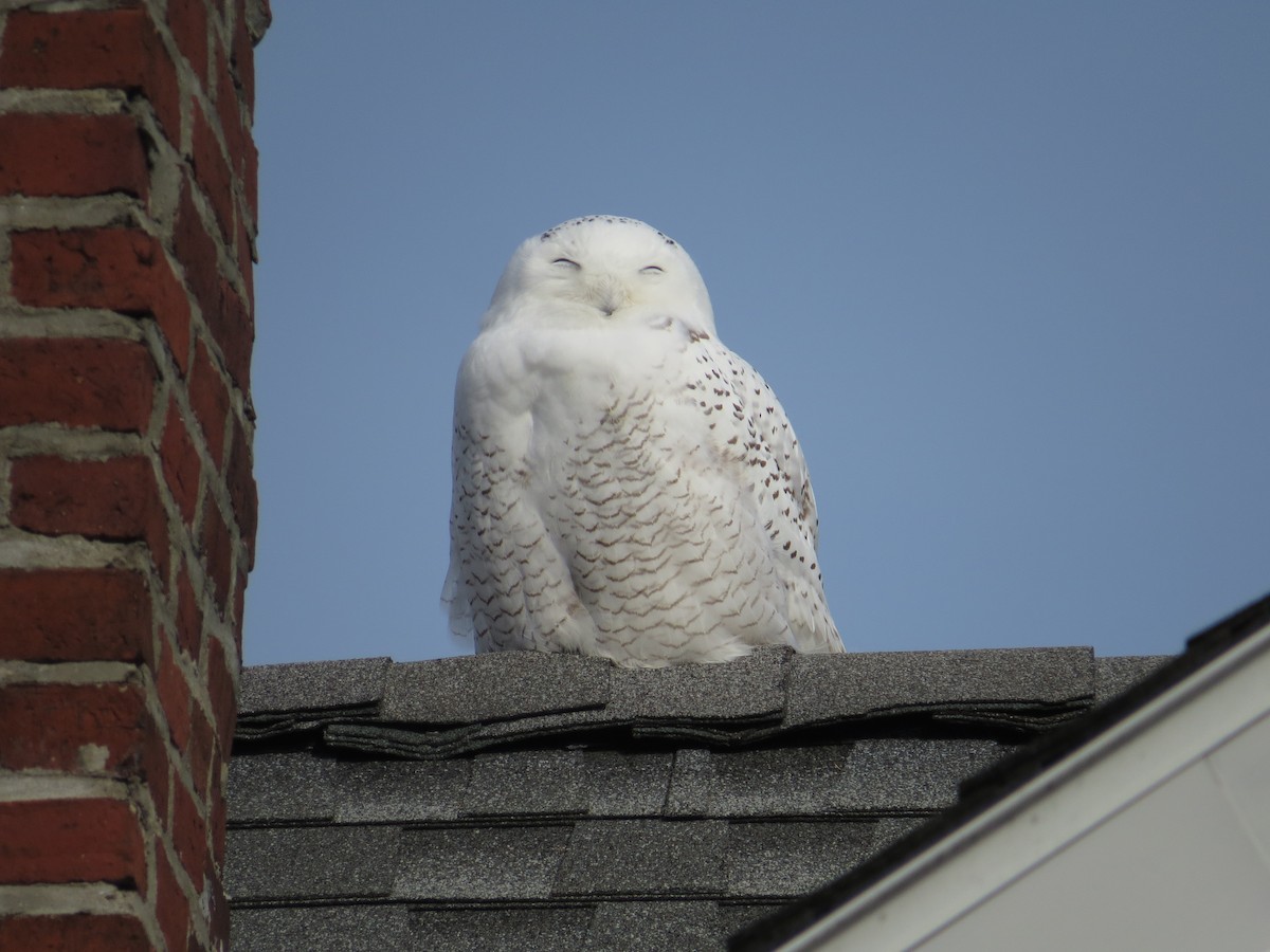 Snowy Owl - ML646350795