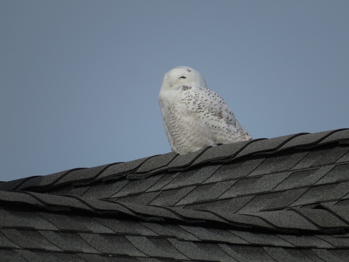 Snowy Owl - ML646350796