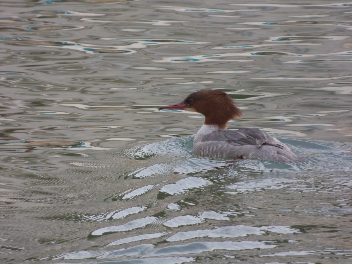 Common Merganser - ML646350808