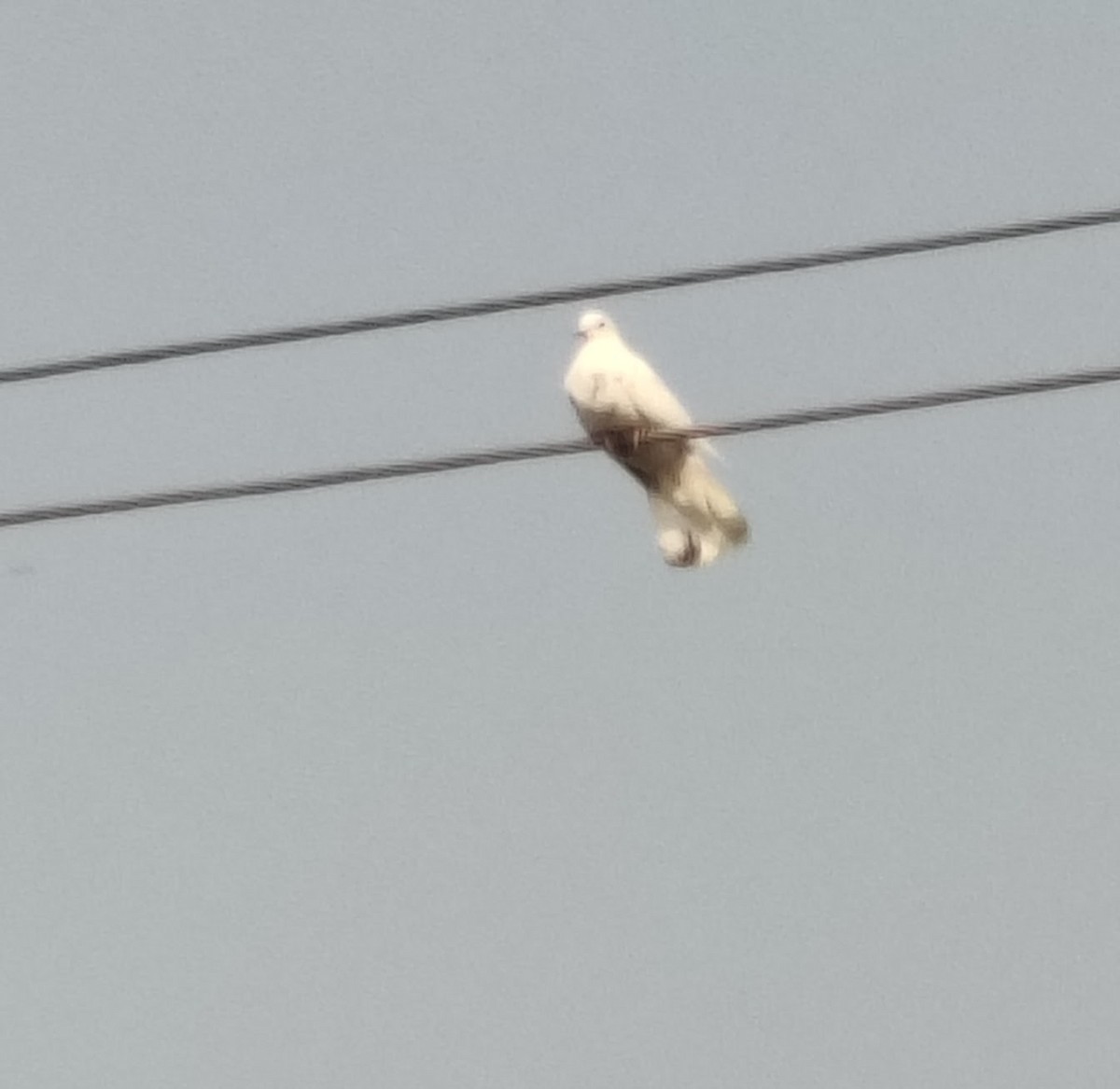 יונת בית - ML646350810