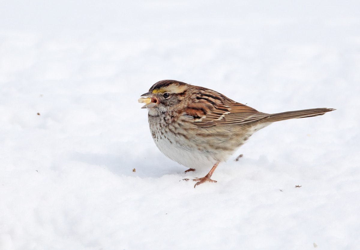 White-throated Sparrow - ML646350811