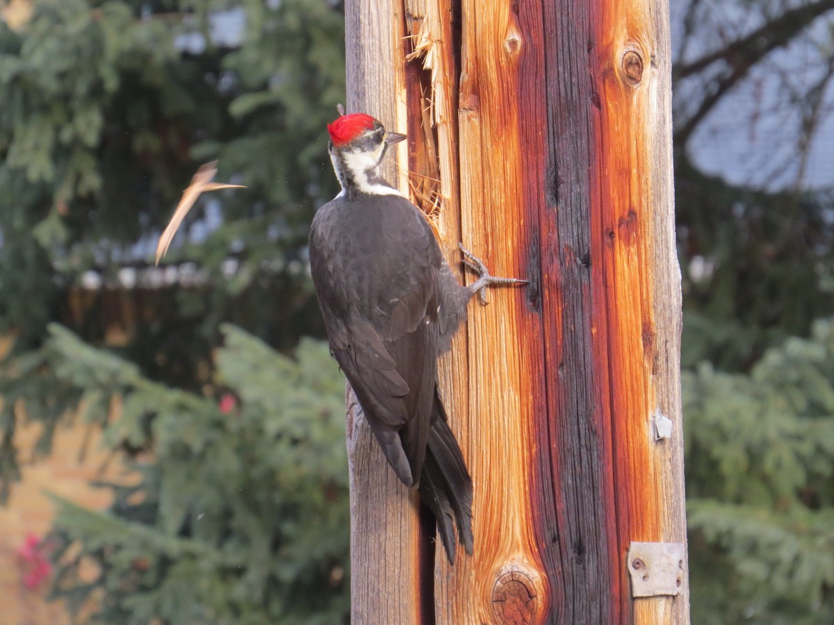 Pileated Woodpecker - ML646350812