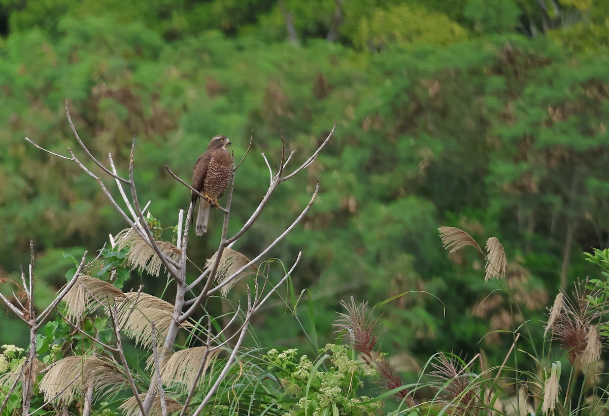 gråkinnvåk - ML646350818