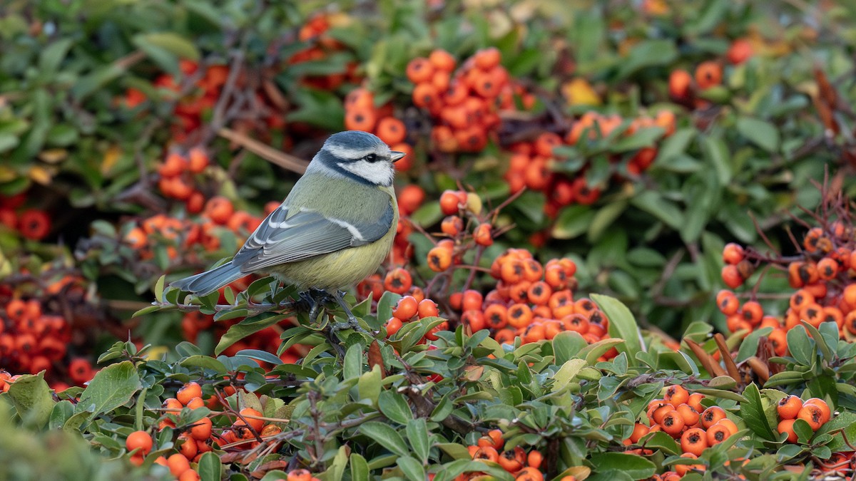 Eurasian Blue Tit - ML646350819