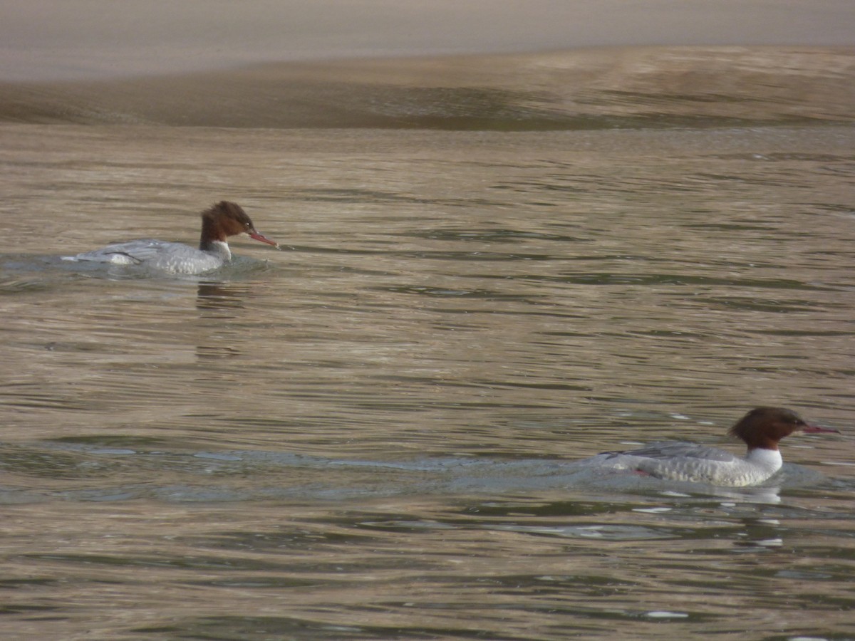 Common Merganser - ML646350820