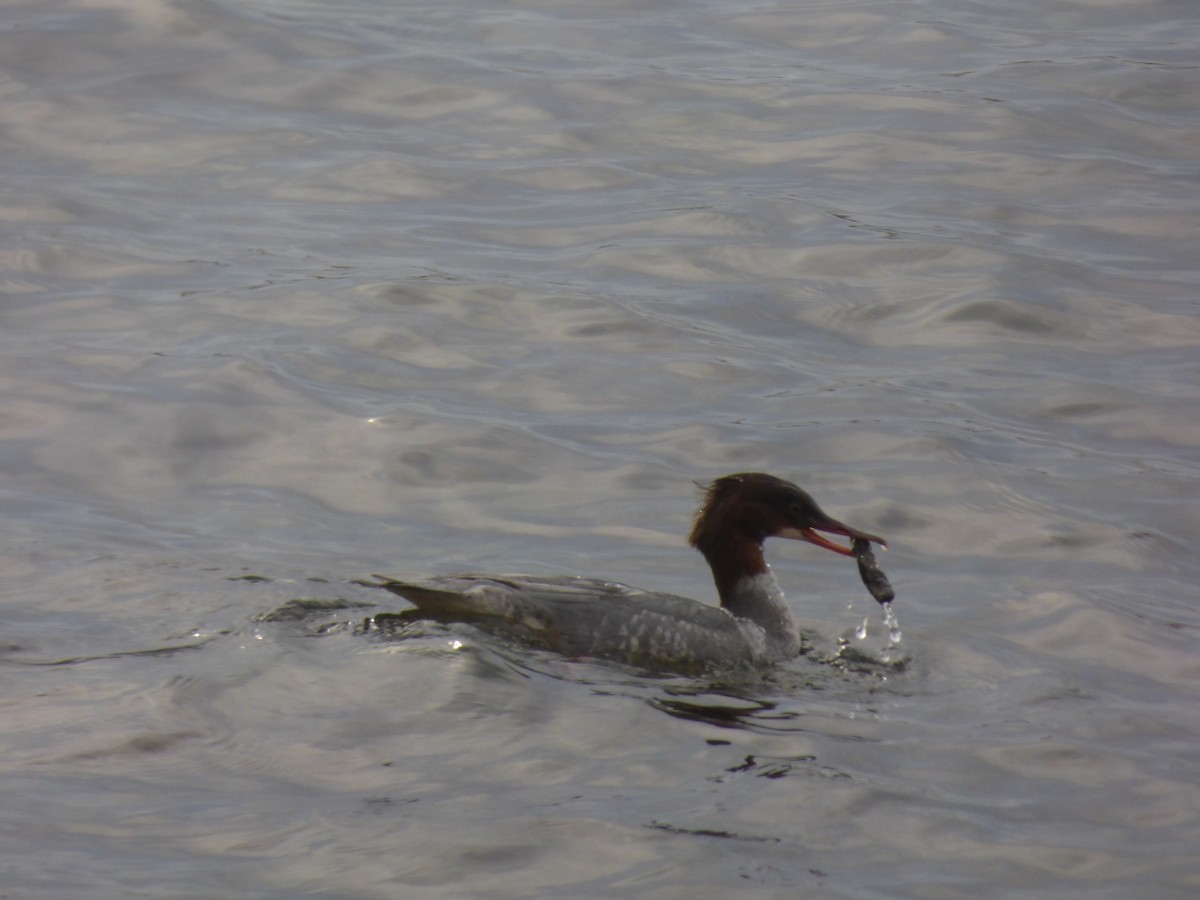 Common Merganser - ML646350821