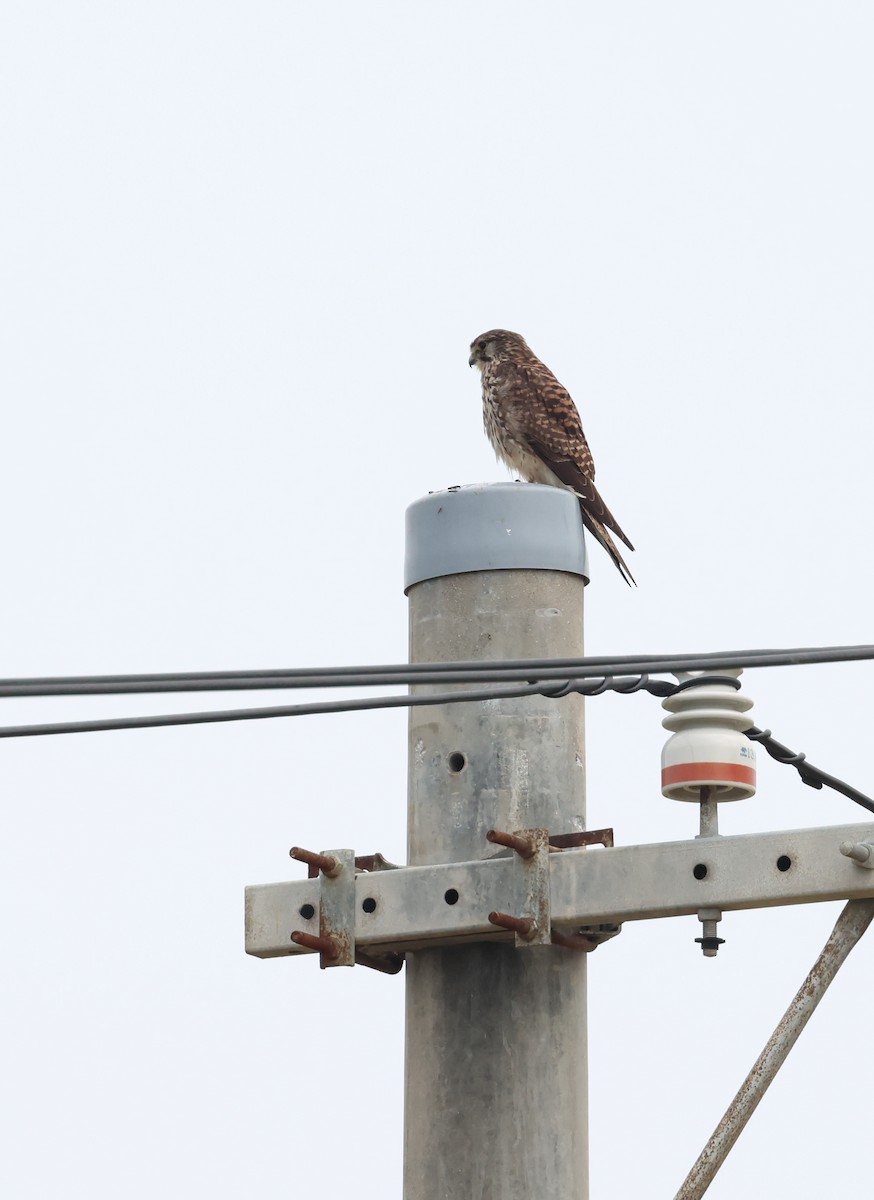 tårnfalk - ML646350822