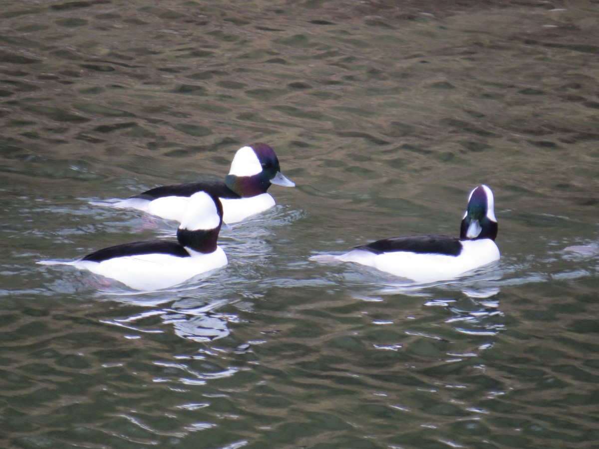 Bufflehead - ML646350825