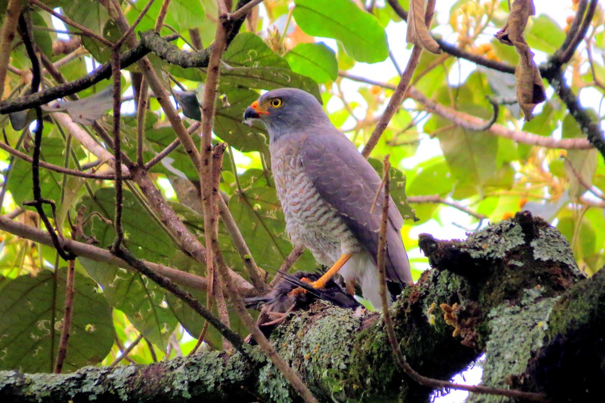 Roadside Hawk - ML646350828