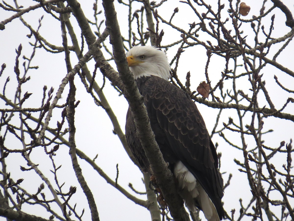 Bald Eagle - ML646350831
