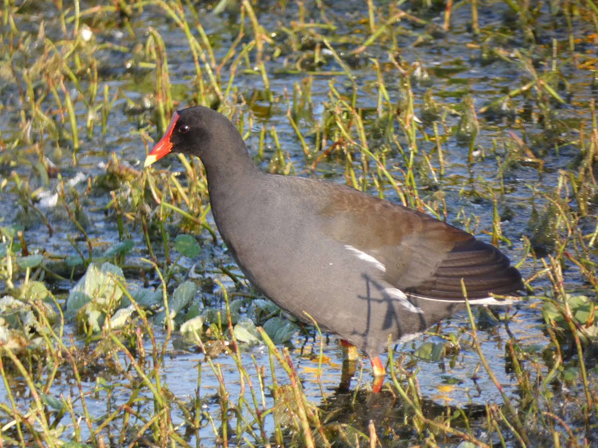 סופית אמריקנית - ML646350832