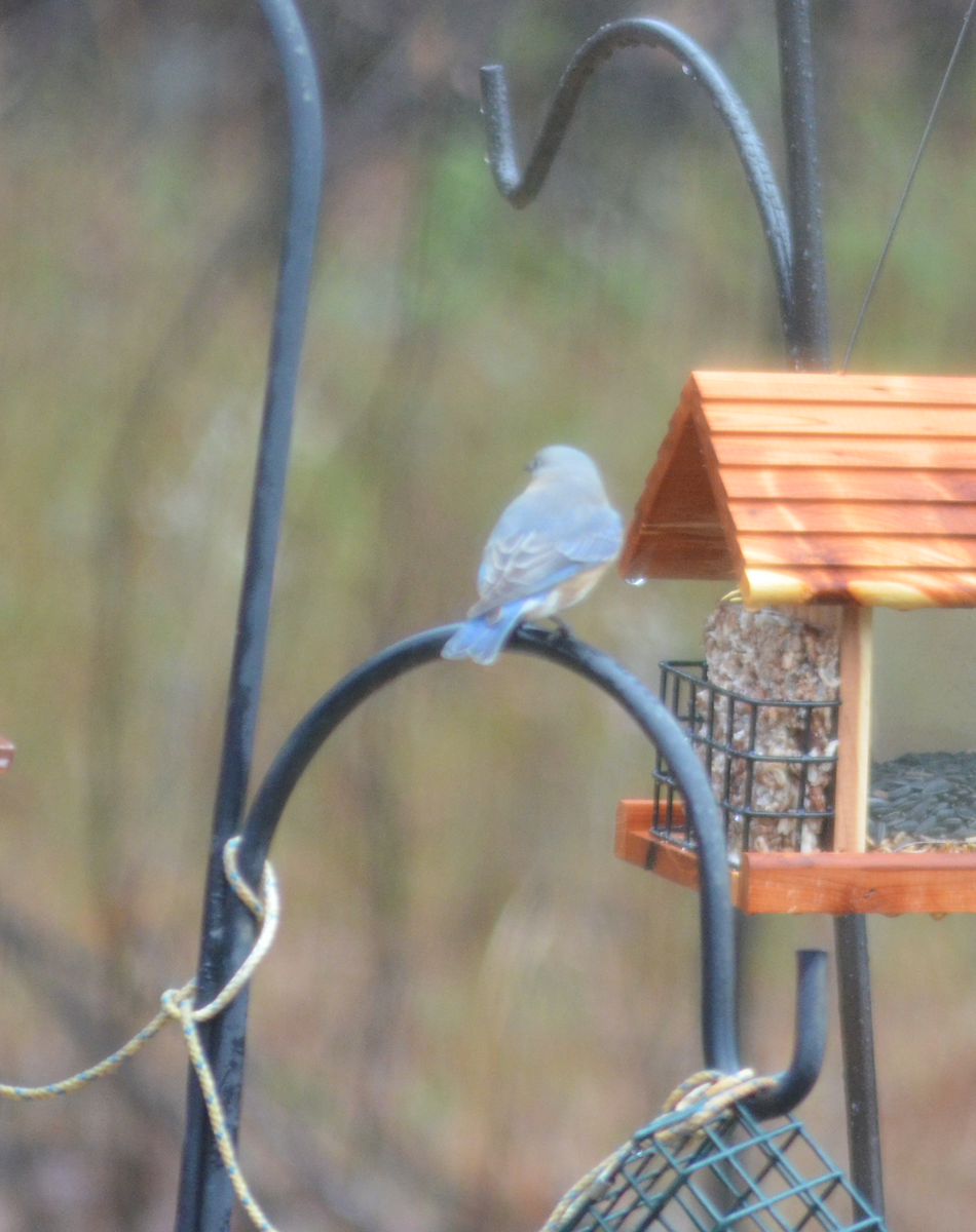 Eastern Bluebird - ML646350836