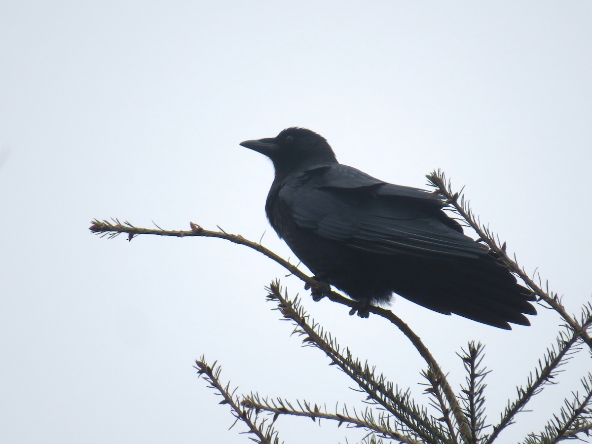 American Crow - ML646350838