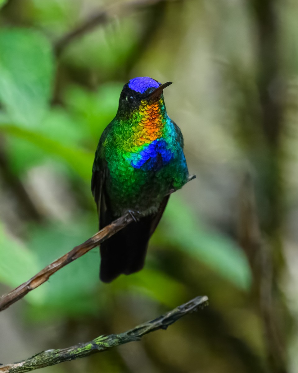 Fiery-throated Hummingbird - ML646350840