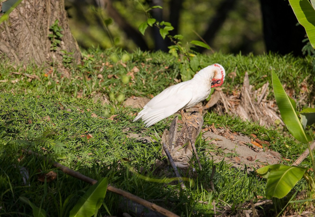 Ahate musketaduna - ML646350841