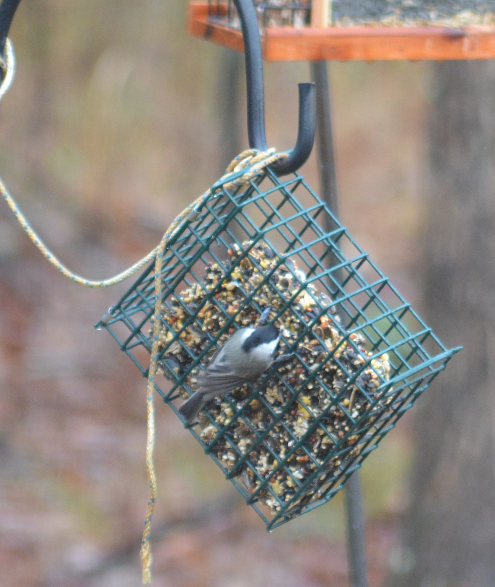 Carolinameise - ML646350845