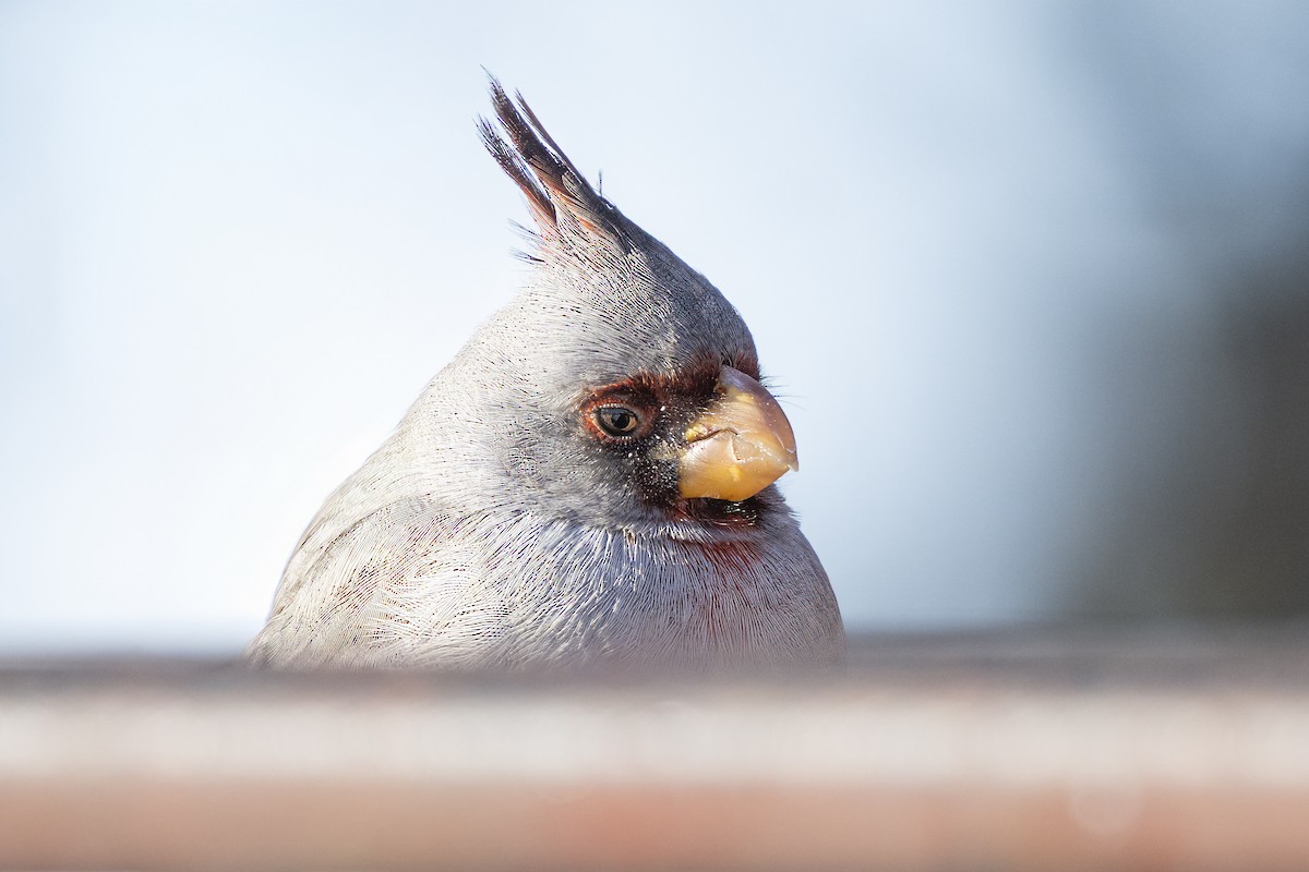 ムネアカコウカンチョウ - ML646350848