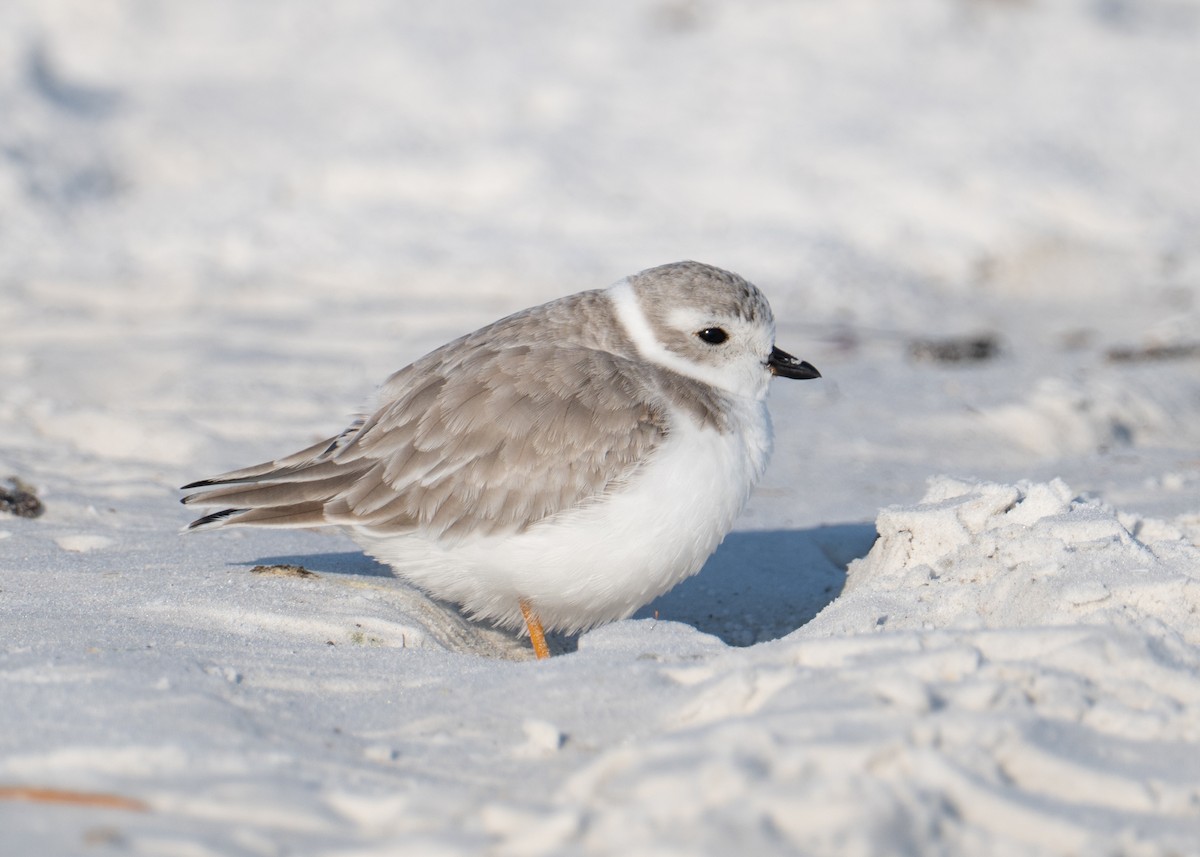 Piping Plover - ML646350852