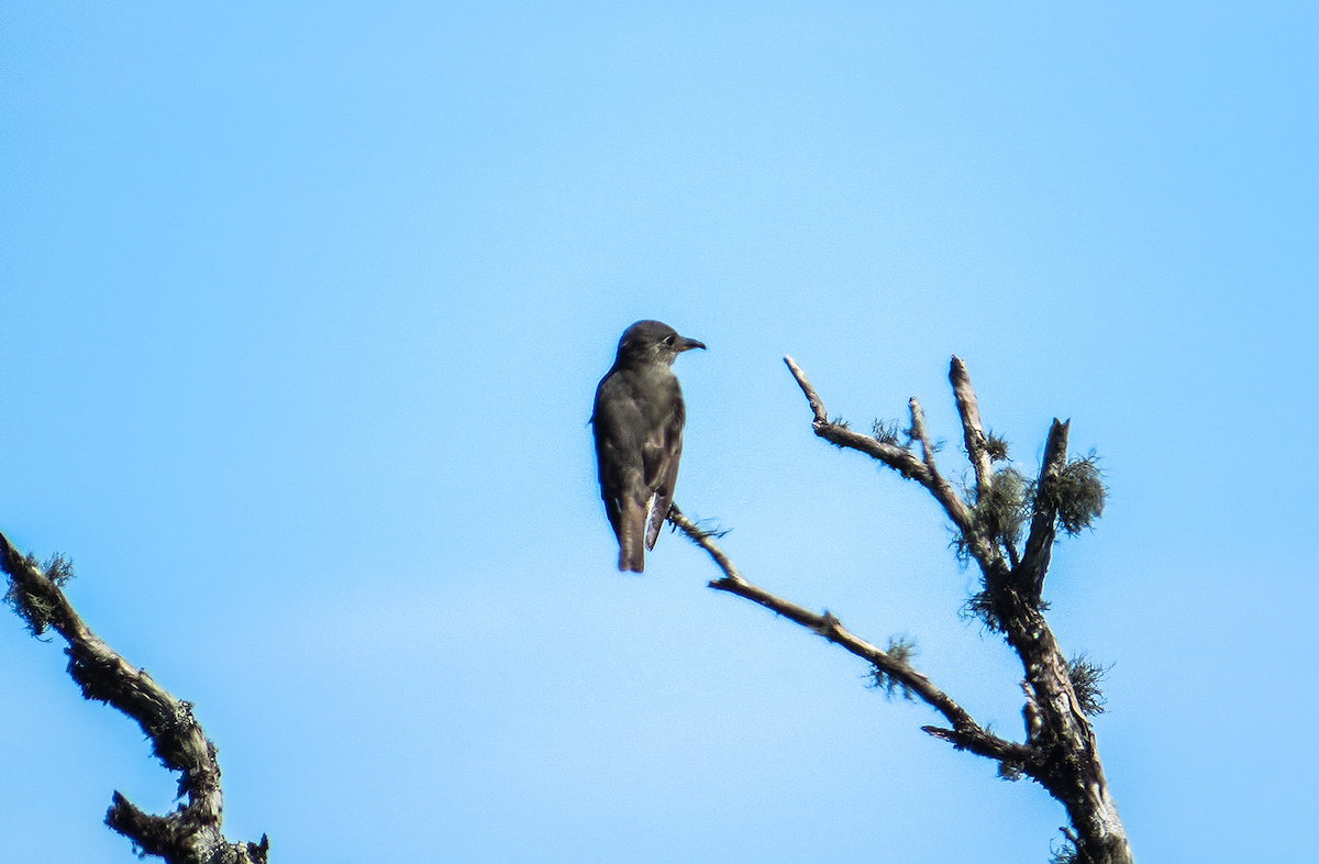 tyranovec severský - ML646350854