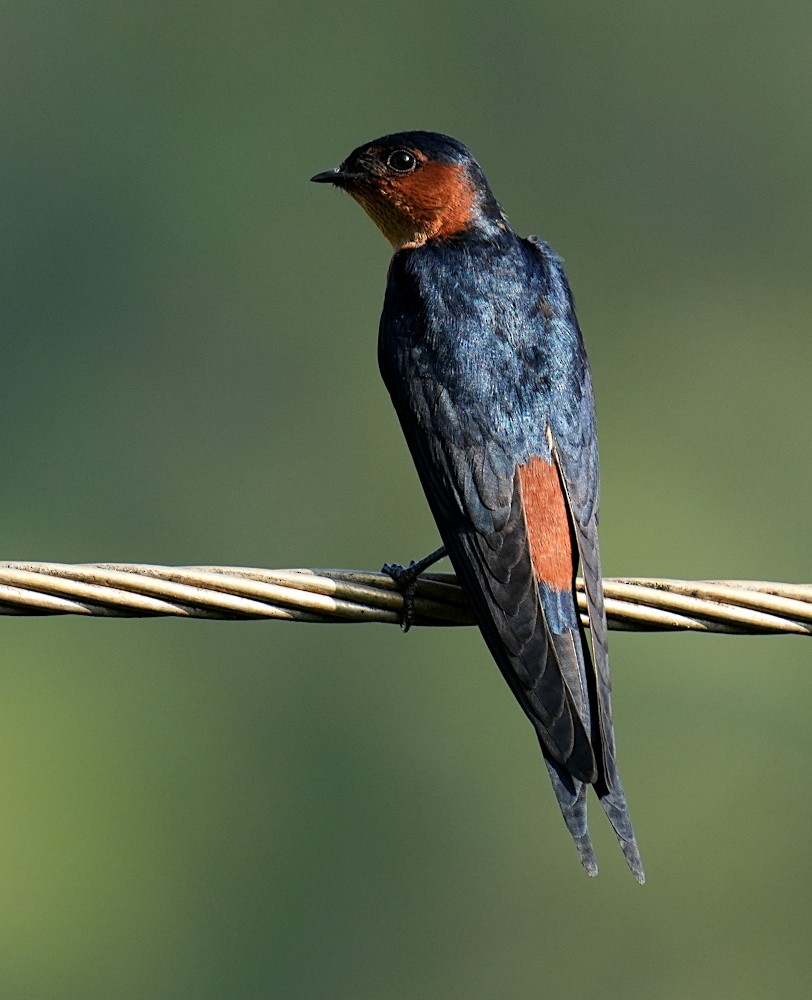 Sri Lanka Swallow - ML646350855
