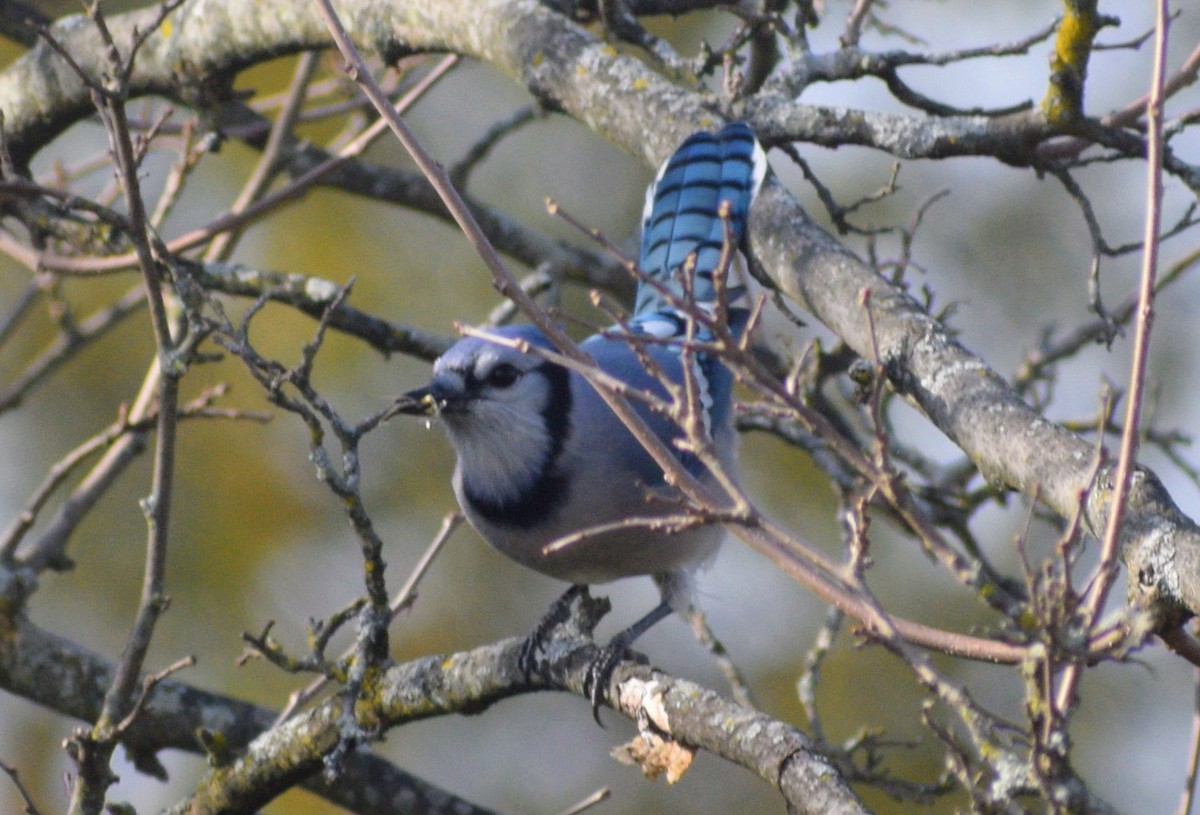 Blue Jay - ML646350862