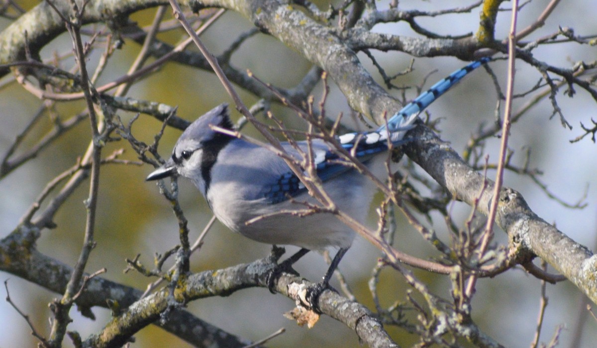Blue Jay - ML646350863
