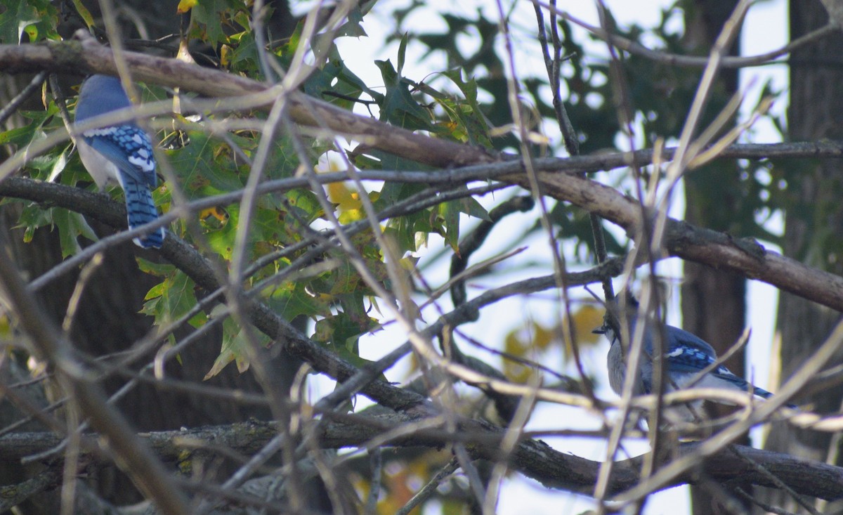 Blue Jay - ML646350864