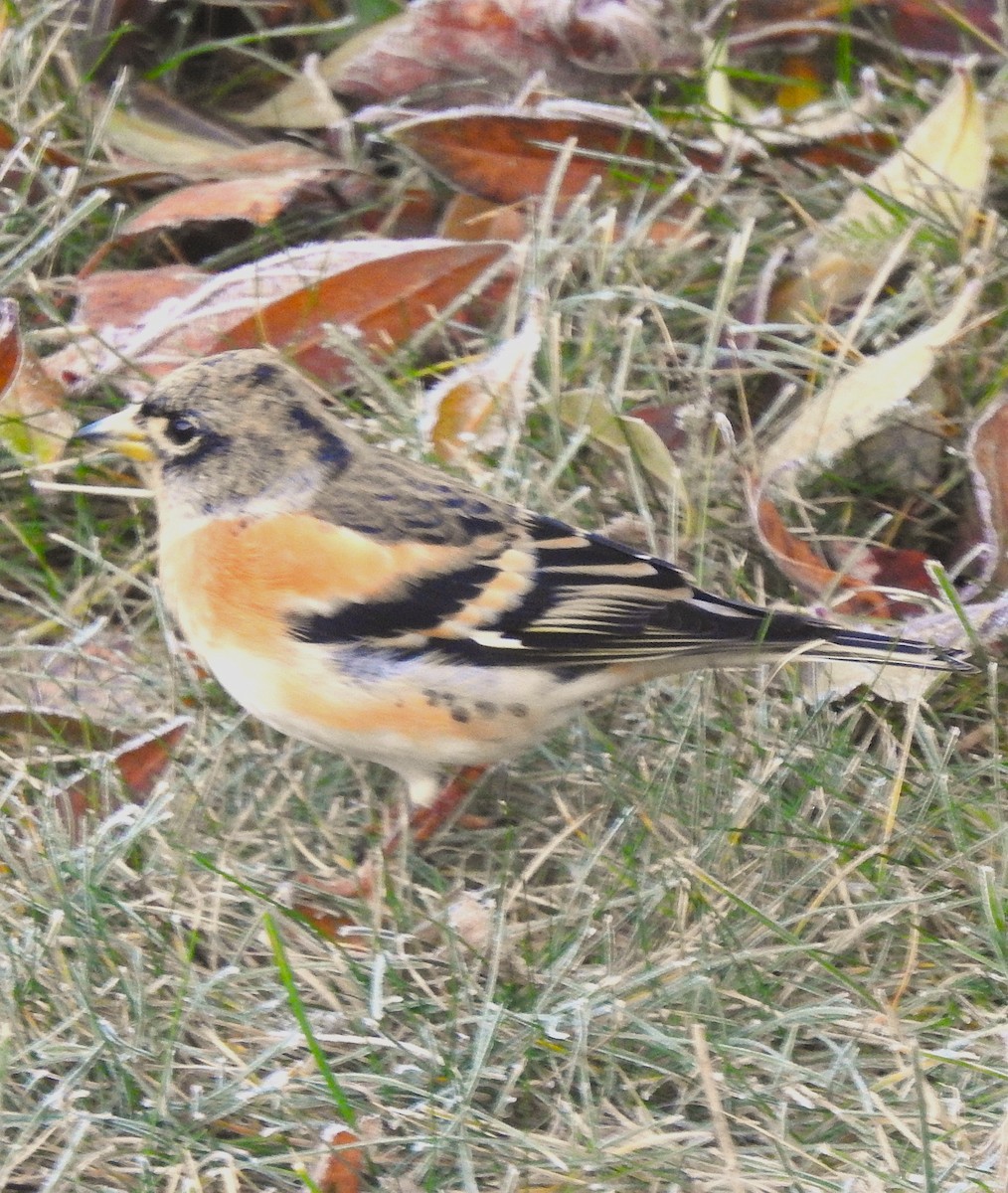 Brambling - ML646350866