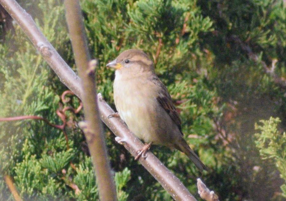 House Sparrow - ML646350874