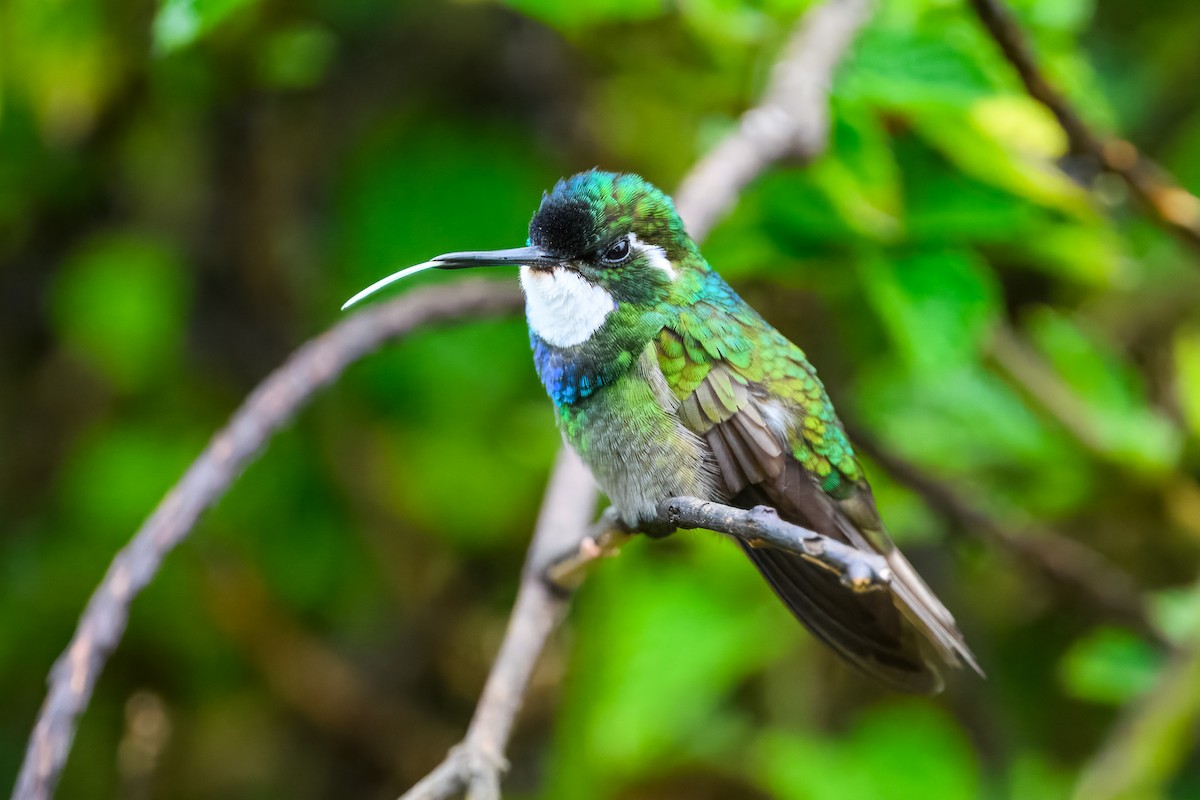White-throated Mountain-gem - ML646350881