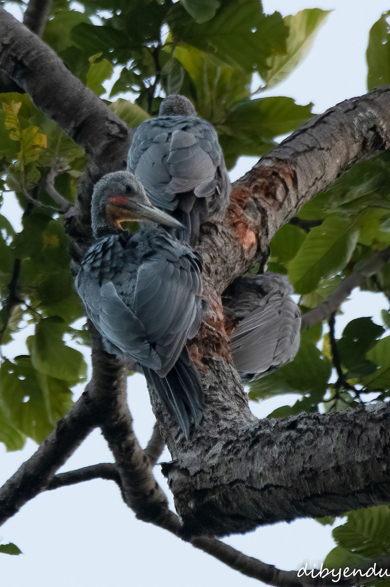 Great Slaty Woodpecker - ML646350884