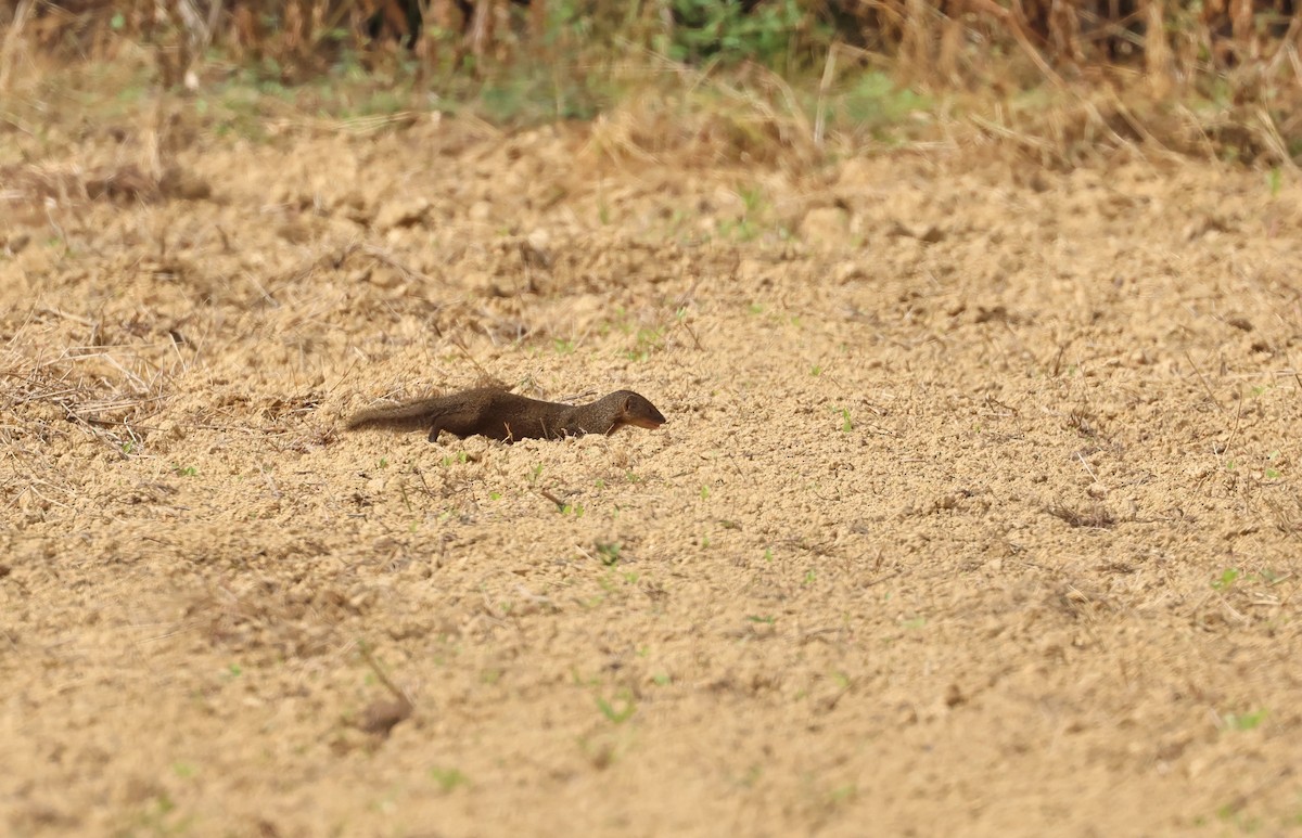 Mammals - ML646350885