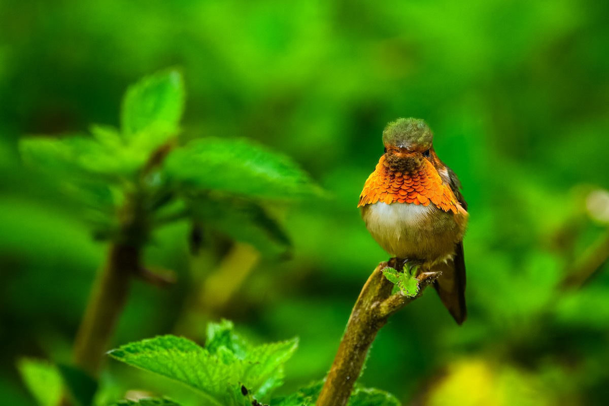 Scintillant Hummingbird - ML646350887