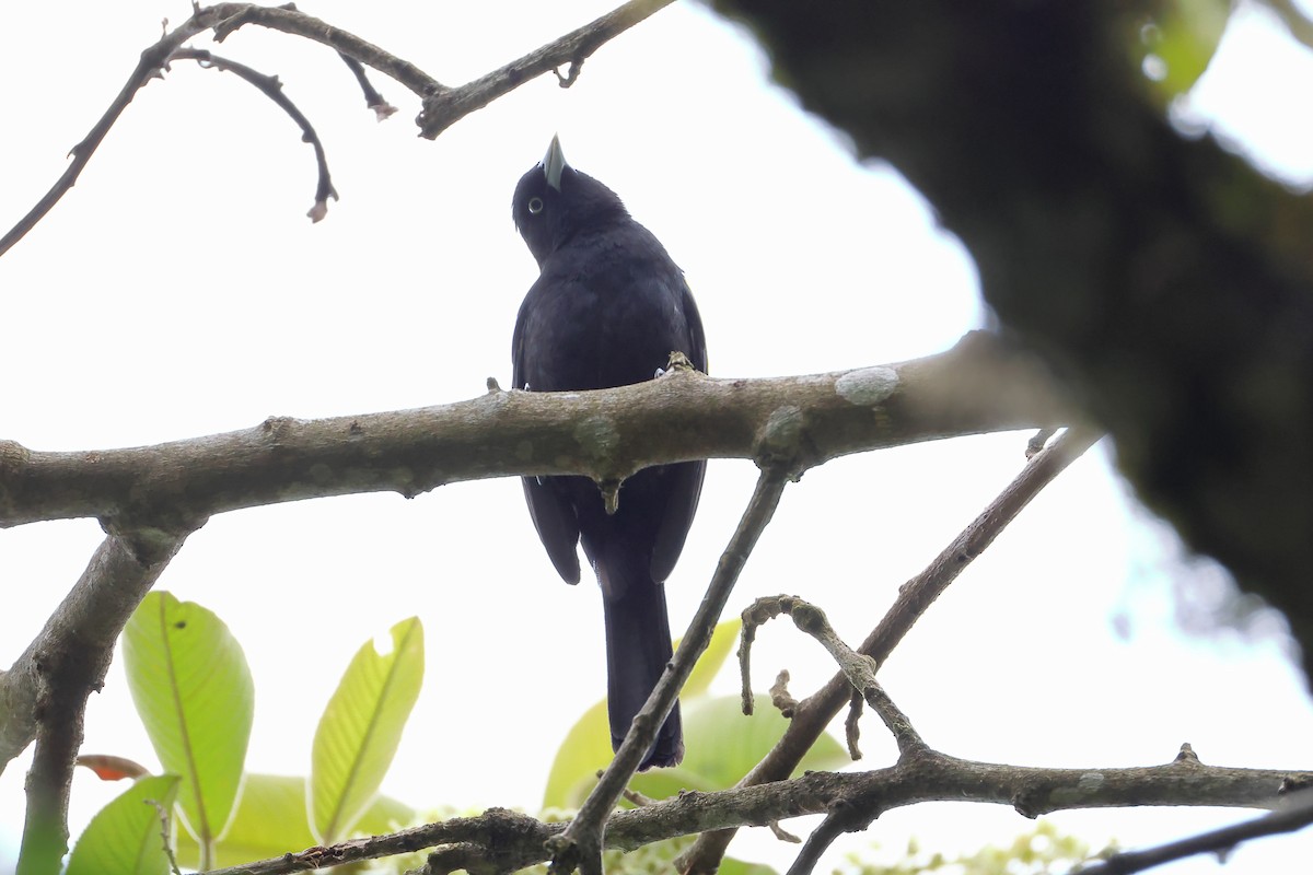 Golden-winged Cacique - ML646350889