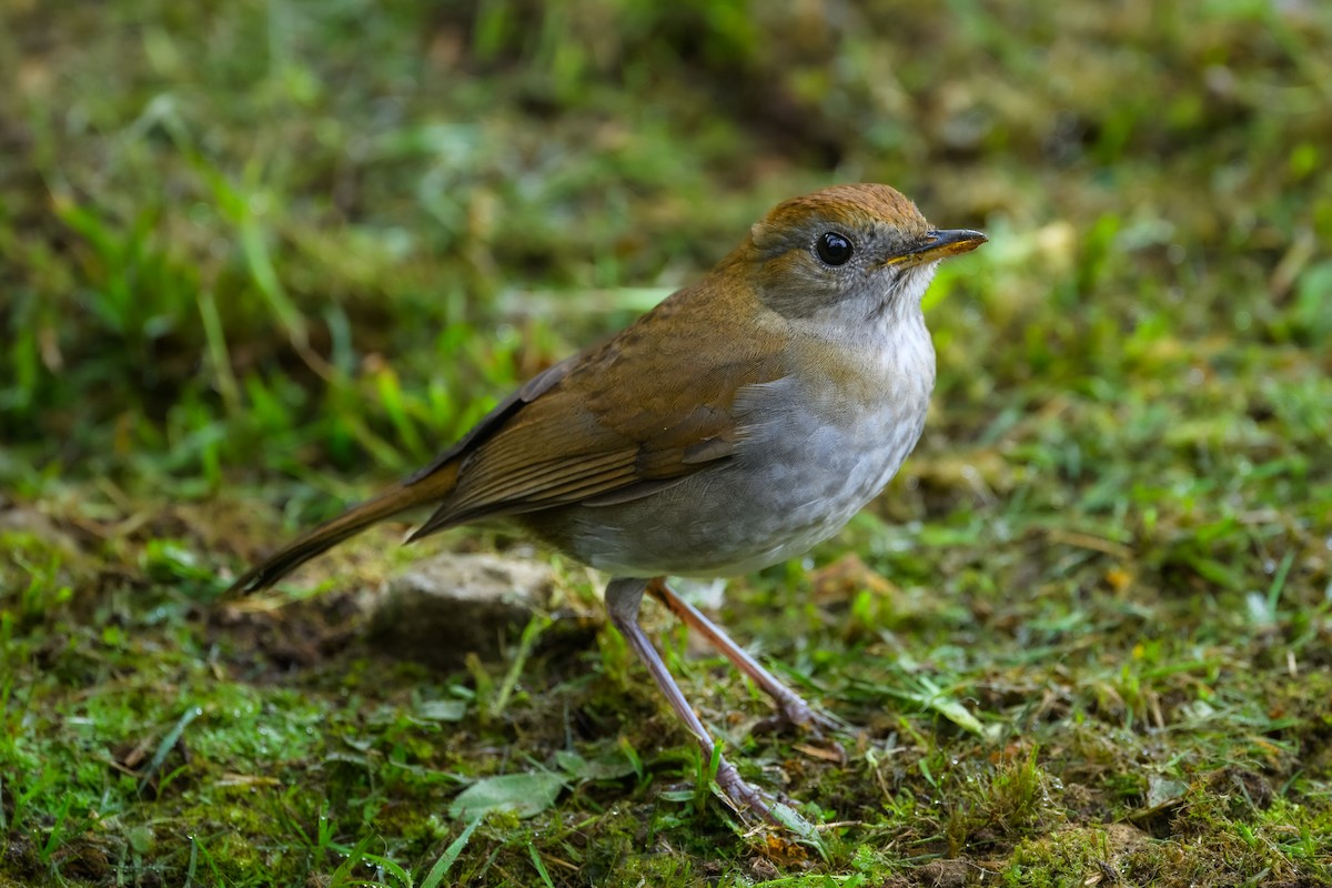 Ruddy-capped Nightingale-Thrush - ML646350890