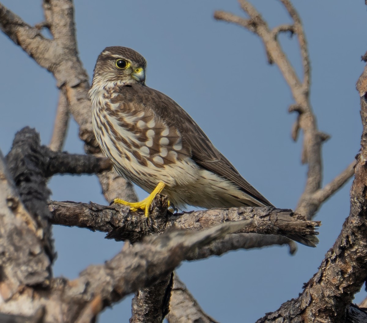 Merlin - ML646350895