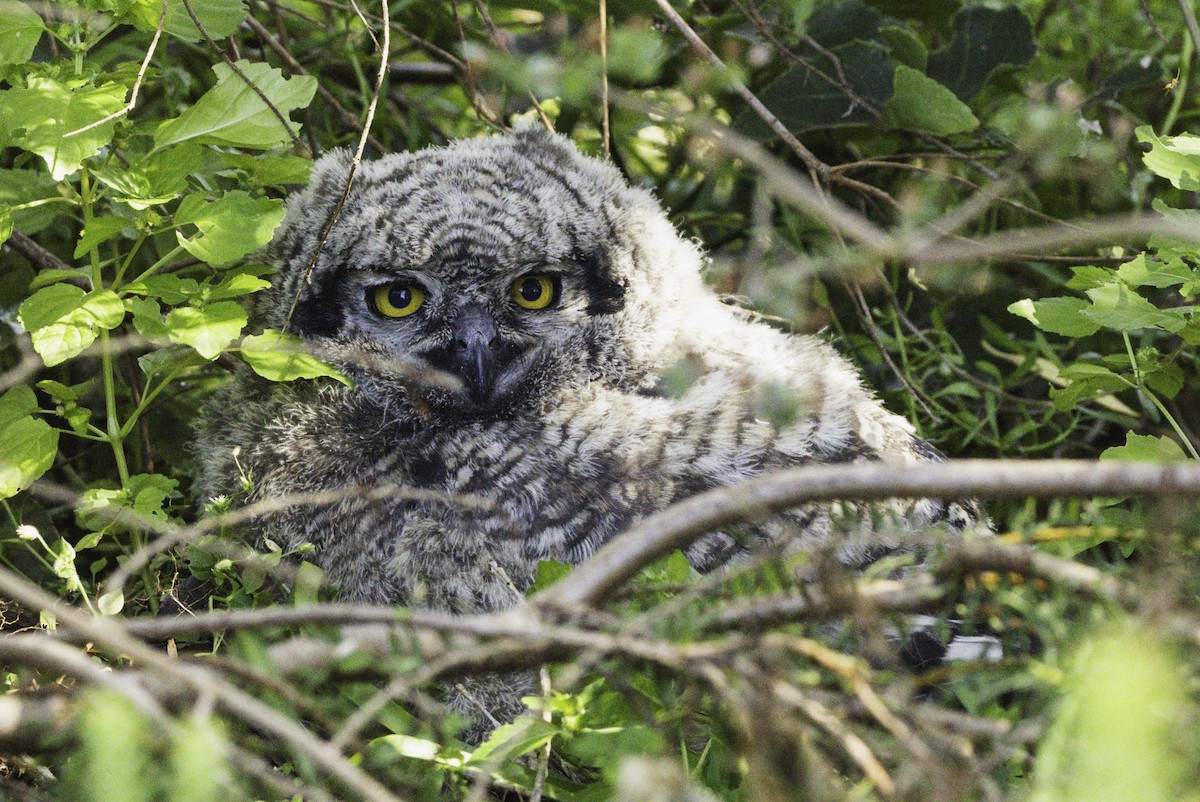 Spotted Eagle-Owl - ML646350896