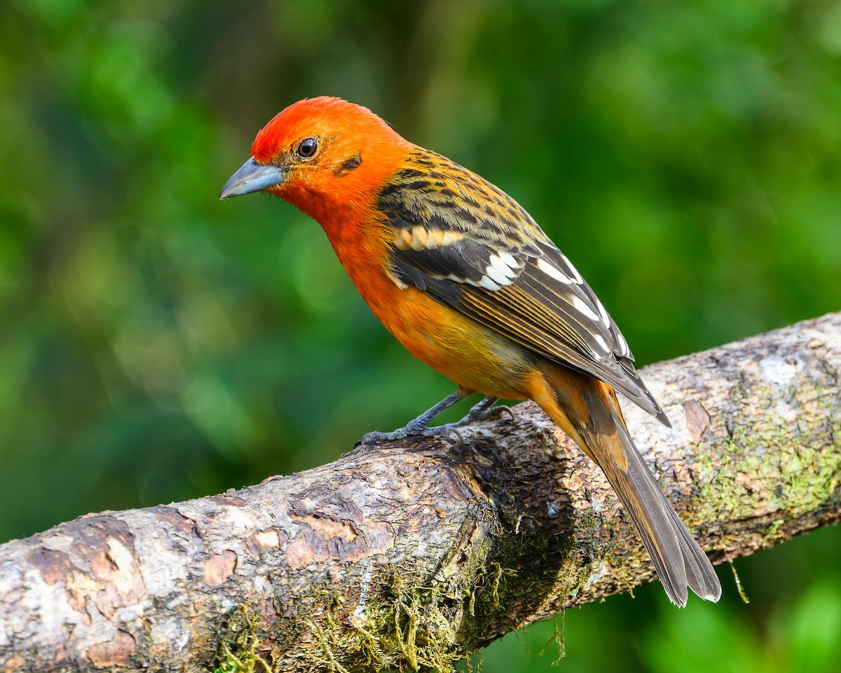 Flame-colored Tanager - ML646350897