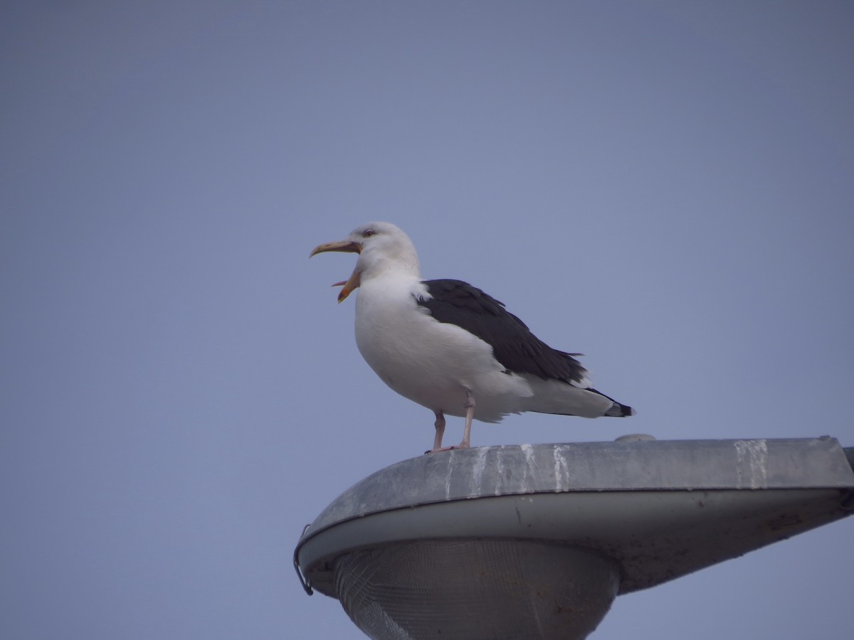 racek mořský - ML646350898