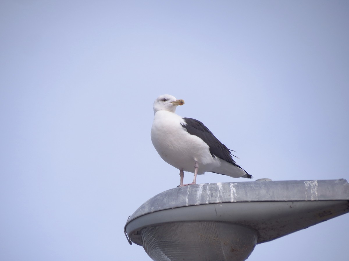 racek mořský - ML646350899