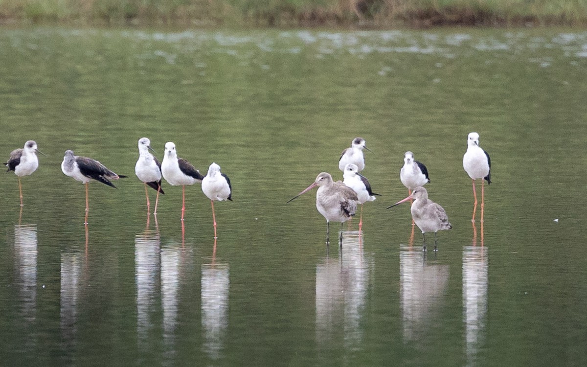 Black-tailed Godwit - ML646350901