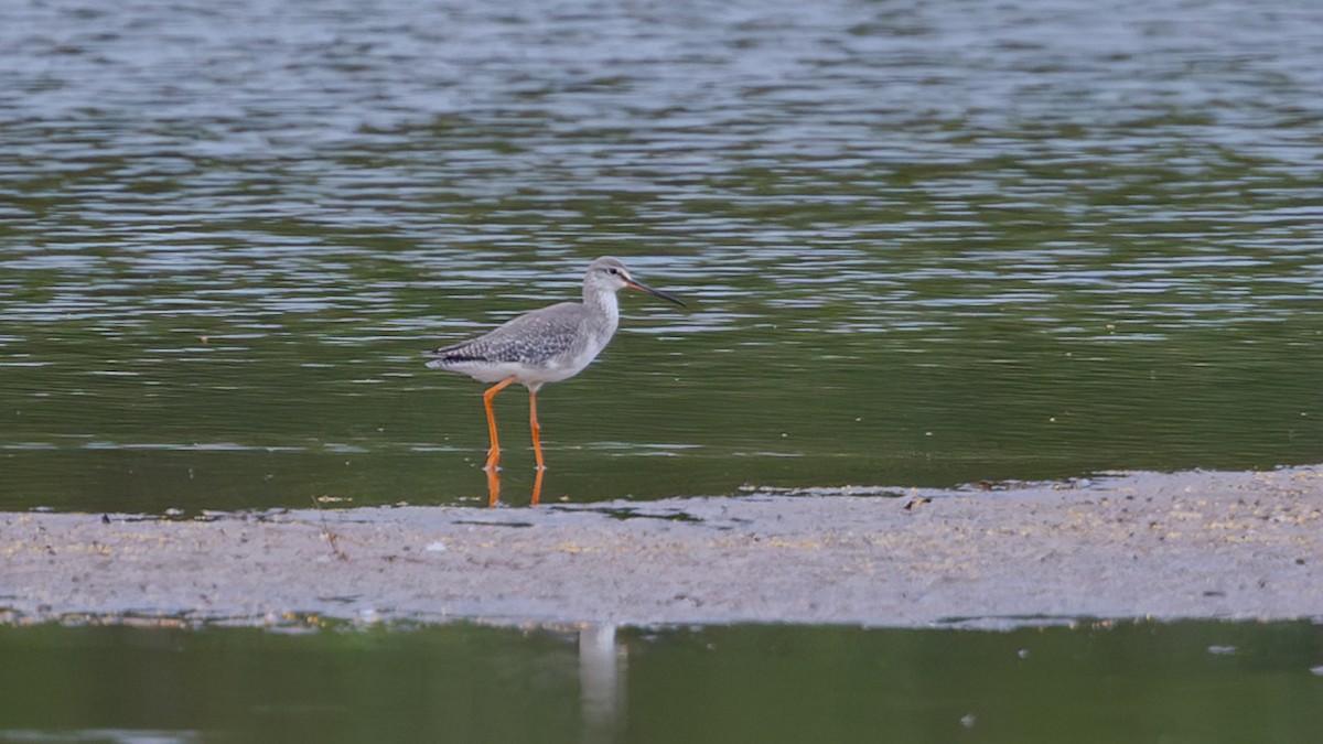 Spotted Redshank - ML646350903