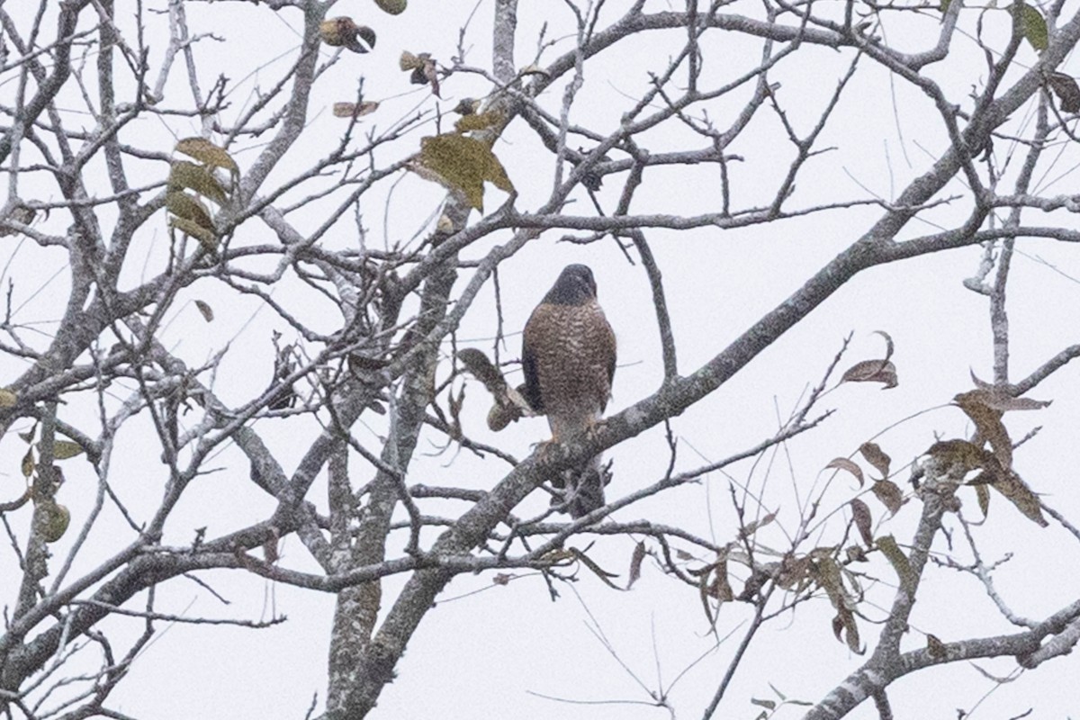 Cooper's Hawk - ML646350904