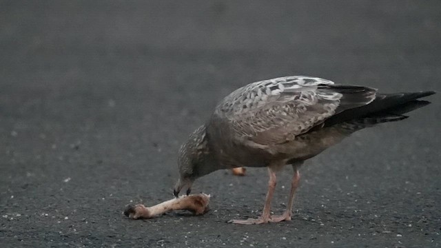 racek americký - ML646350907