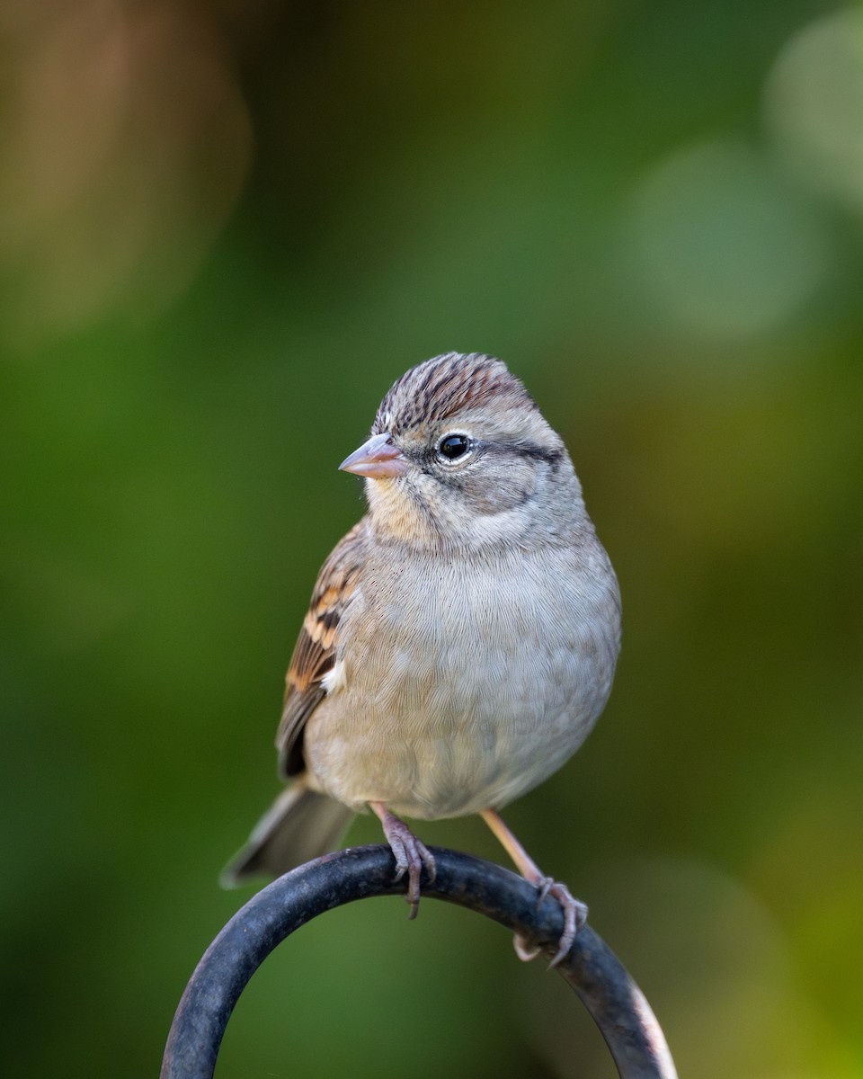 Chipping Sparrow - ML646350913