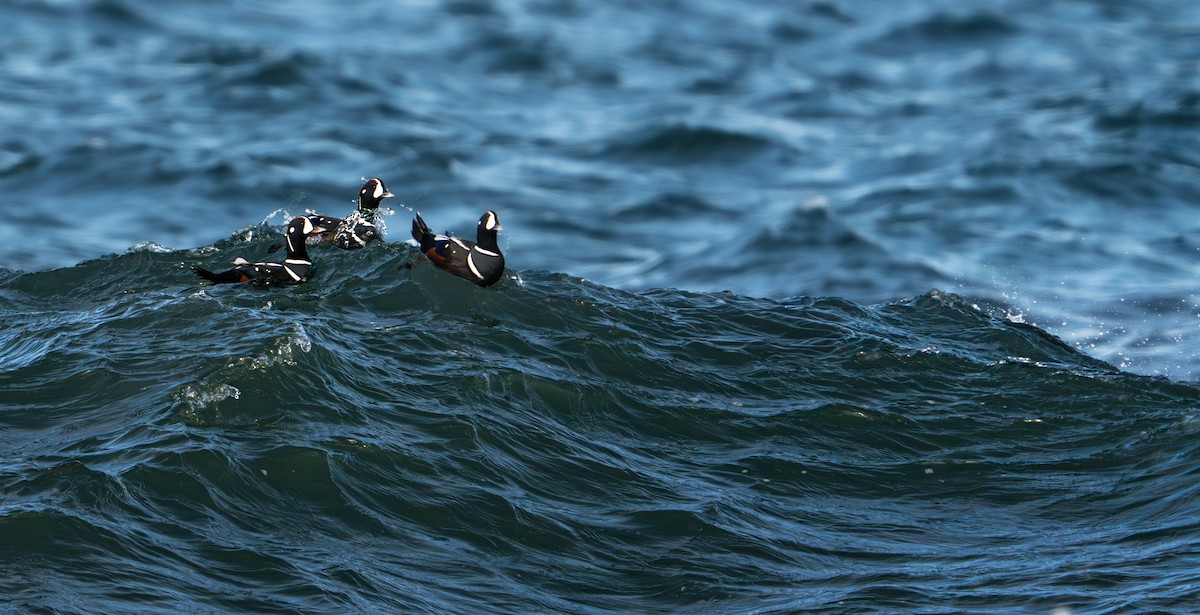 Palyaço Ördeği - ML646350914