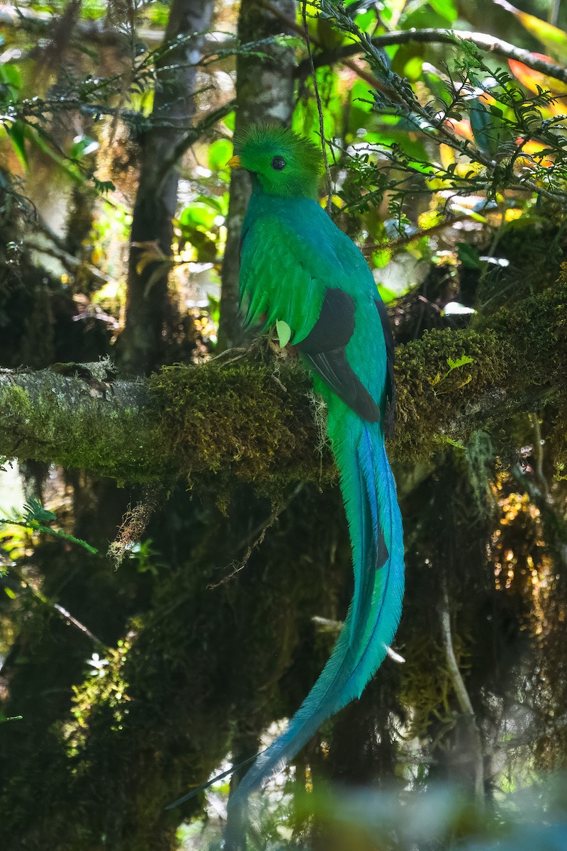 Resplendent Quetzal - ML646350918
