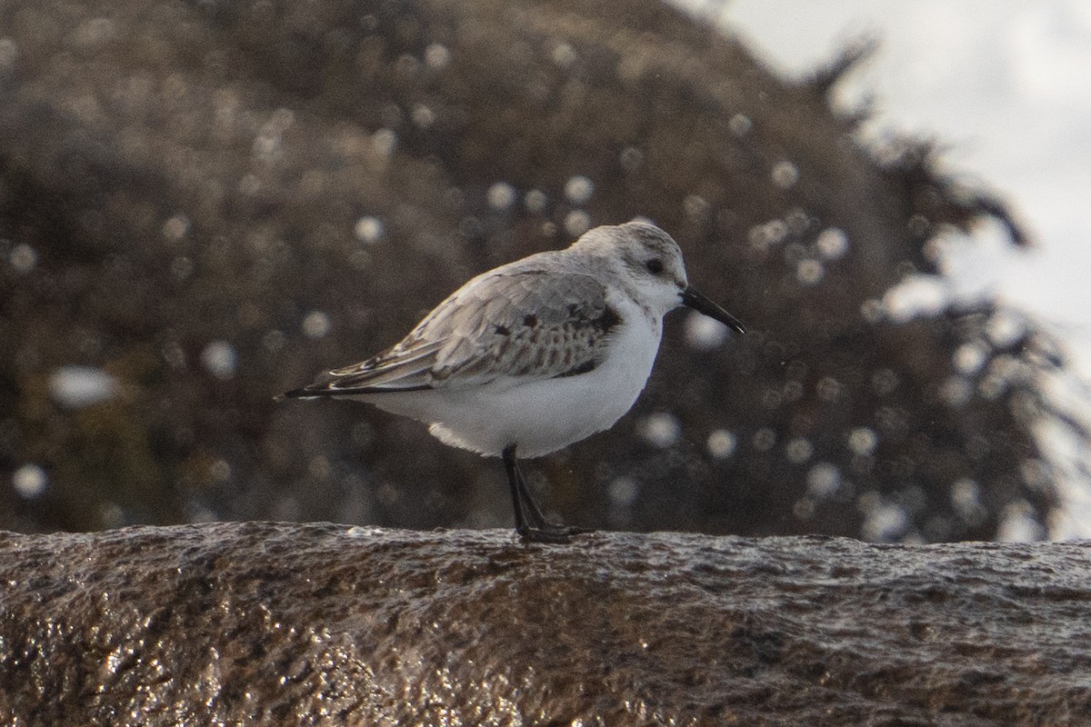 Sanderling - ML646350919