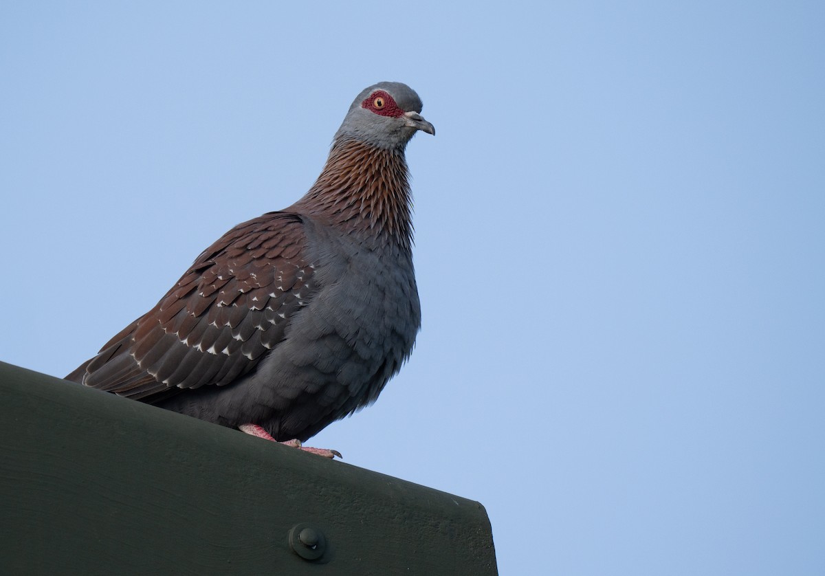Speckled Pigeon - ML646350922