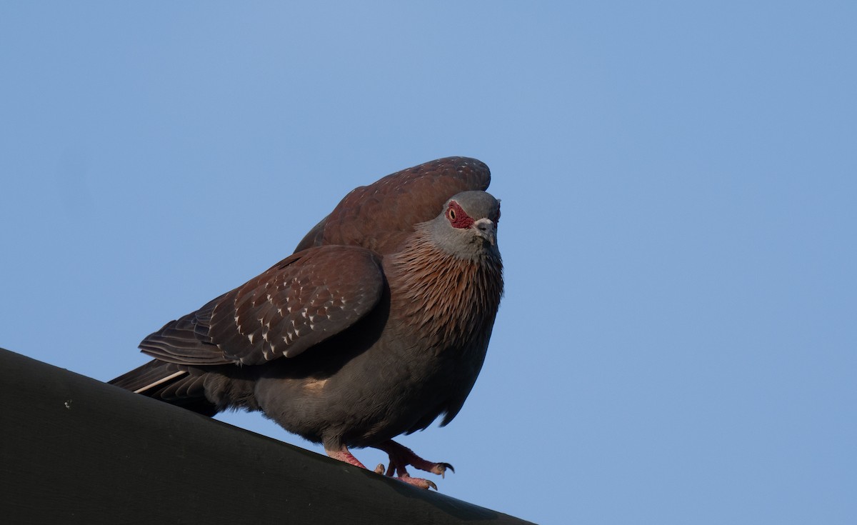 Speckled Pigeon - ML646350923